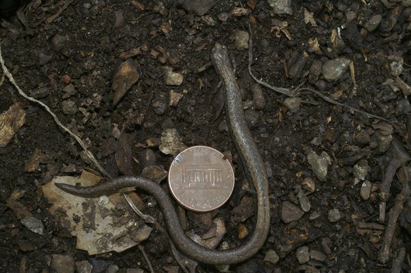 Le tacle en football féminin : similitudes et différences